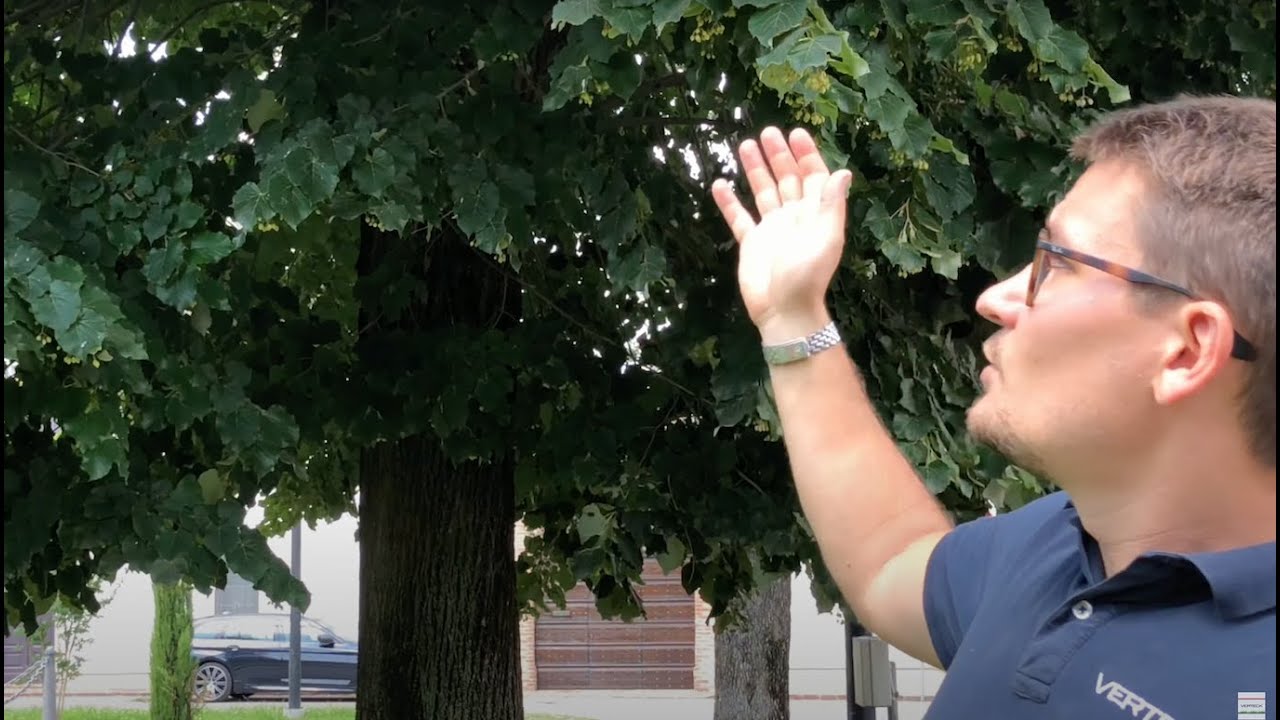 Tiglio (grosso albero per parchi)