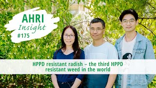 AHRI Insight 175 - HPPD resistant radish, the third HPPD resistant weed in the world