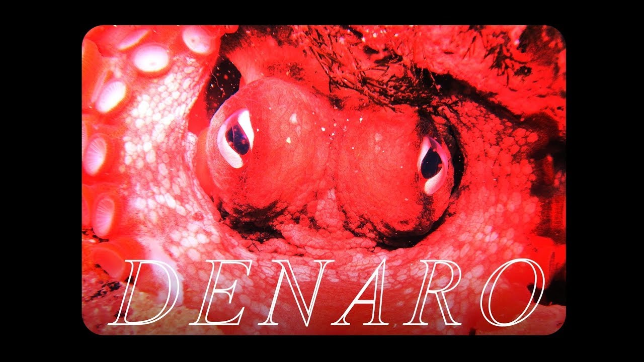 Lil Migo \u0026 Denaro Love - “Migo Denaro” (Shot By @Zach_Hurth) (Prod By Denaro Love)