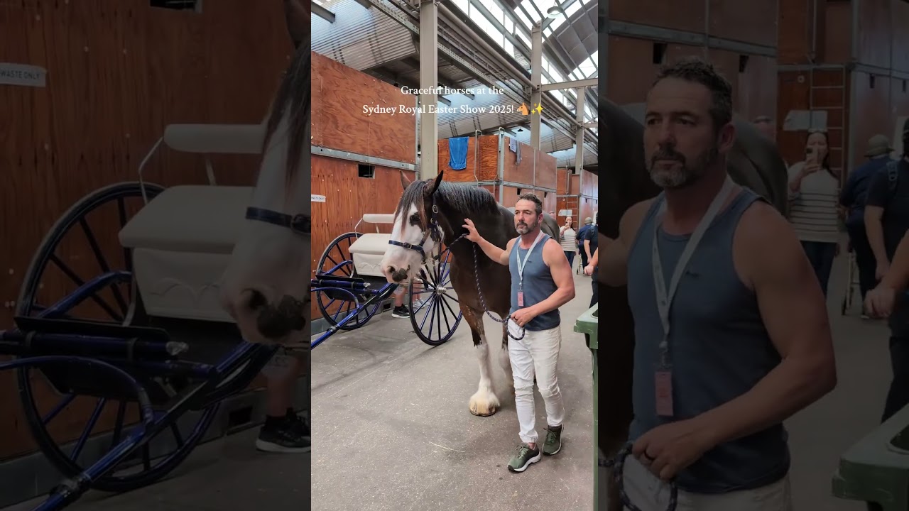 Graceful horses at the Sydney Royal Easter Show  2025! 🐴✨