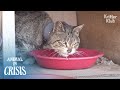 Cat Is Sad Because No One Seems To Care How Painful His Choking Neck Is | Animal in Crisis EP235