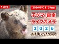 5月23日 子グマの寝室ライブカメラ のぼりべつクマ牧場 ~子熊相撲 登別場所~