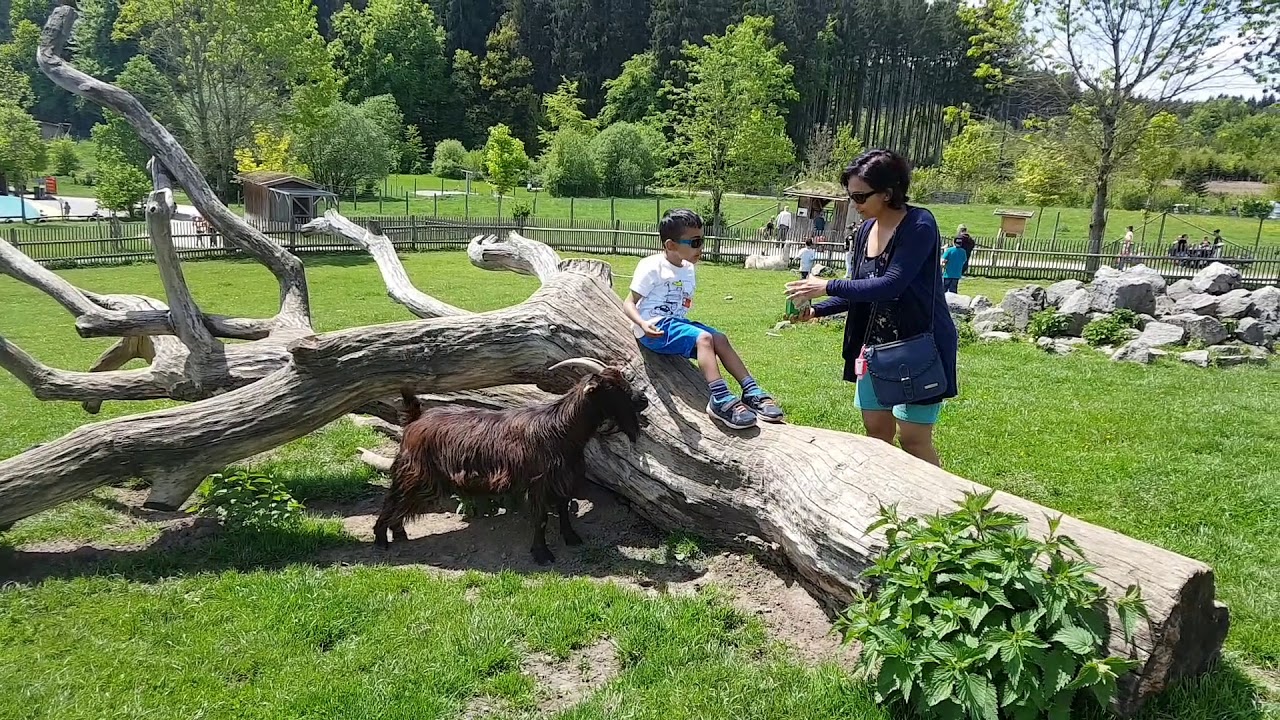 Animal Park in Blindham