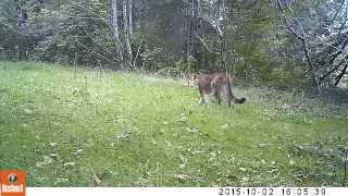 2015 Oregon Coast Range Cougar 001