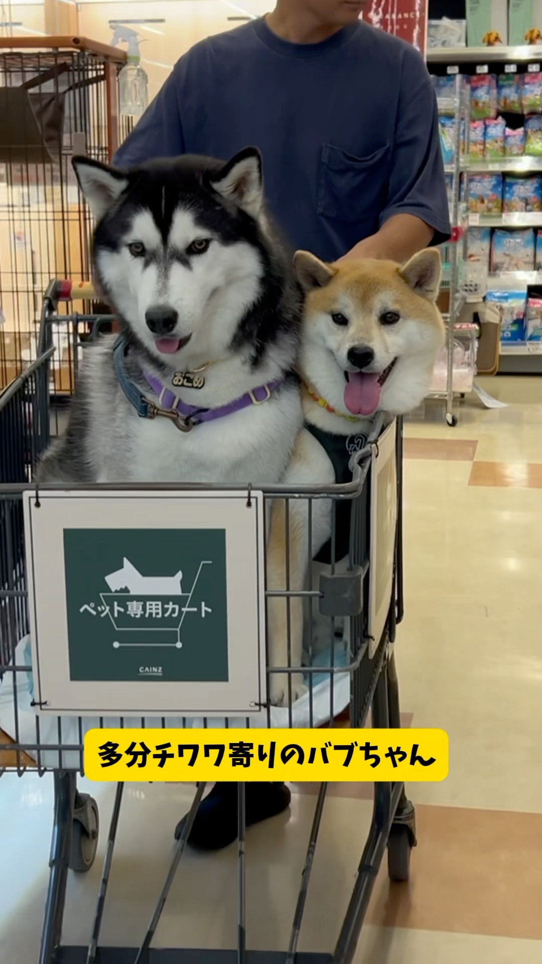 心だけチワワのハスキーとアザラシみたいな柴犬を連れて500kmの旅に出