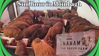 Ghanam The Sheep Farm Par Sindhnur Sheep Available In MoinBagh | Qurbani Ke Bakre 2026 | Hyderabad 