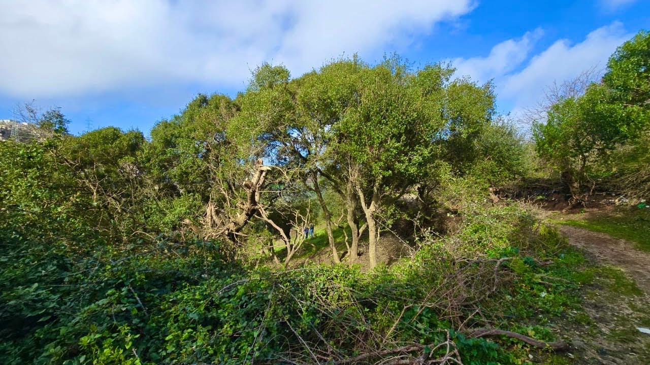 همزة فميكتها أرض رائعة جدا فيها العنصرلماء تبارك الله موجود مساحة أكثر من أربع هكتار 0703640826طنحة