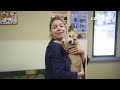 To adopt Alex
contact the 
Humane Society of Lebanon County
150 N. Ramona Rd., Myerstown, PA 1706