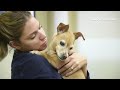 To adopt Alex
contact the 
Humane Society of Lebanon County
150 N. Ramona Rd., Myerstown, PA 1706