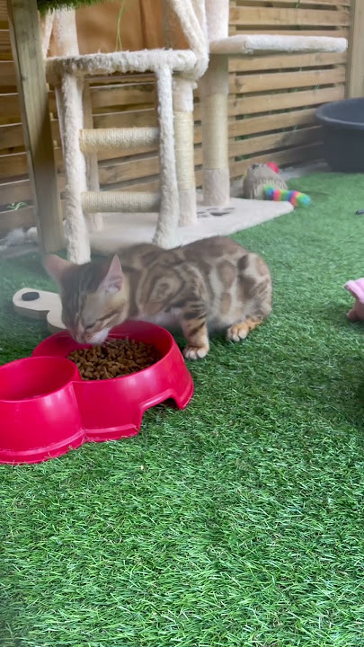 Bengal kitty - Foxy