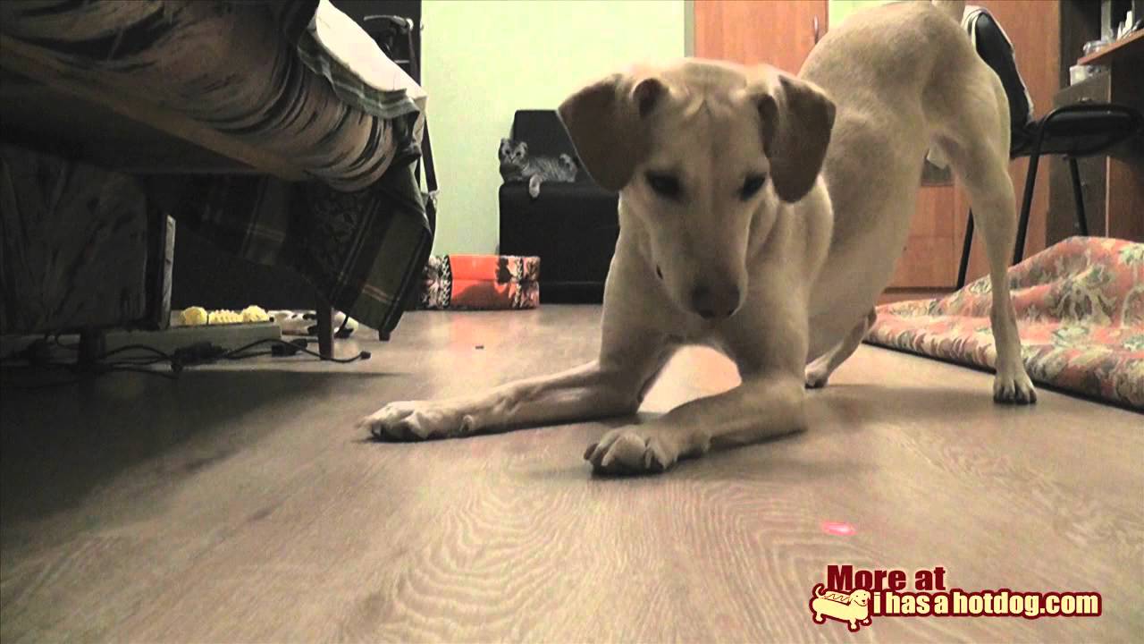 Bild från Hund leker!