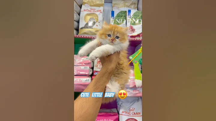 Video 8900761: persiancat persians, persiancat kitten pets, persian cute kitten pets, white persian kitten, persian kitten brown