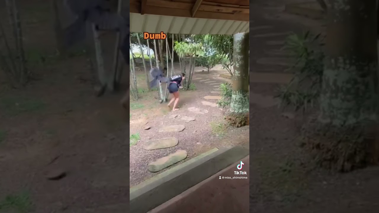 Dumb ways to die! Cause of death: bird attack