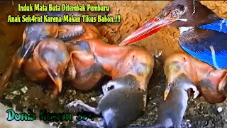 Download Lagu Anak Tengkek Diberi Makan Tikus Oleh Induk Yang Tertemb4k Matanya Oleh P3mburu Liar - Baby Birds MP3