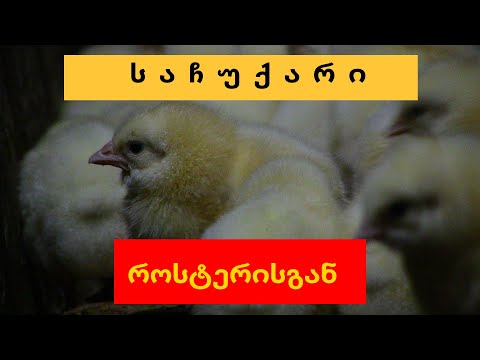 ბროილერის წიწილები