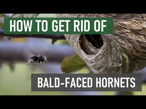 Video: How to get rid of a hornet's nest in a timely manner?