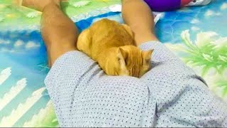 Lustigste Katzen  😹 - Versuche nicht, das Lachen zurückzuhalten 😂 Lustige Katzen 🐈32