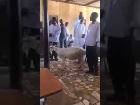 اغلى عنز في السودان تنباع 14مليار ج مزاد السودان ملك العالم الأفريقي