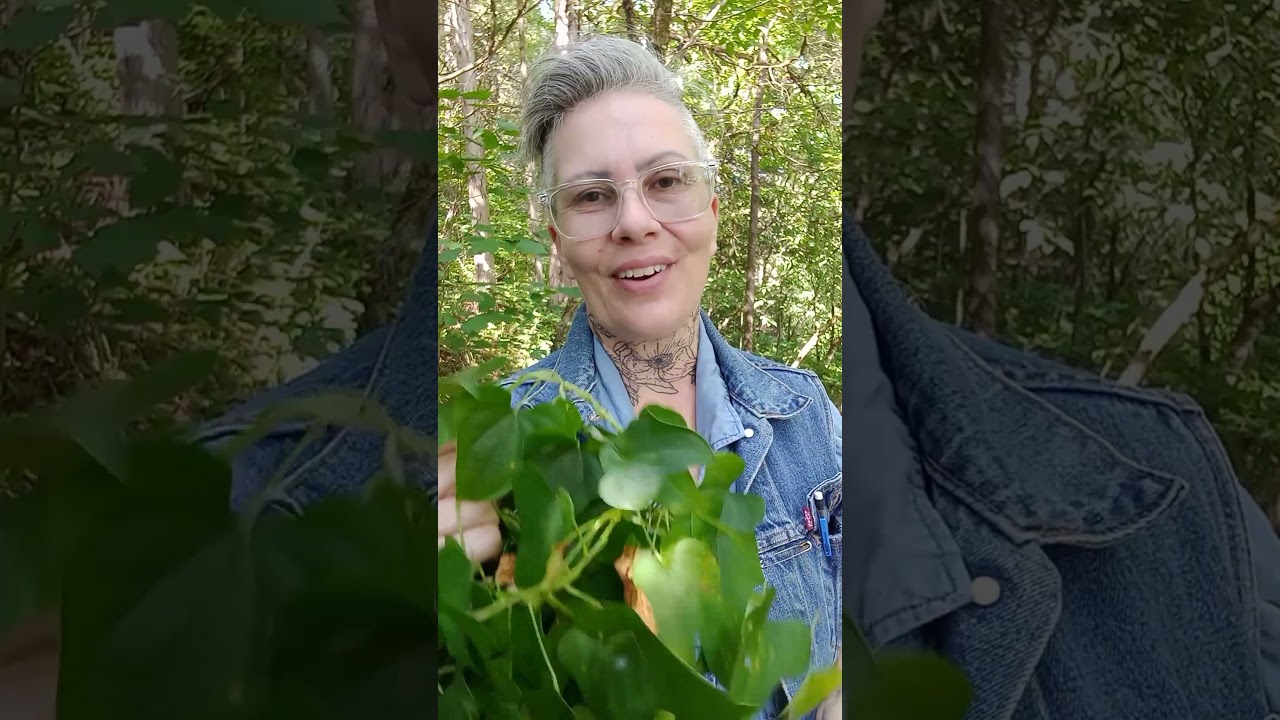 Eating Invasive Plants: Chinese yam 