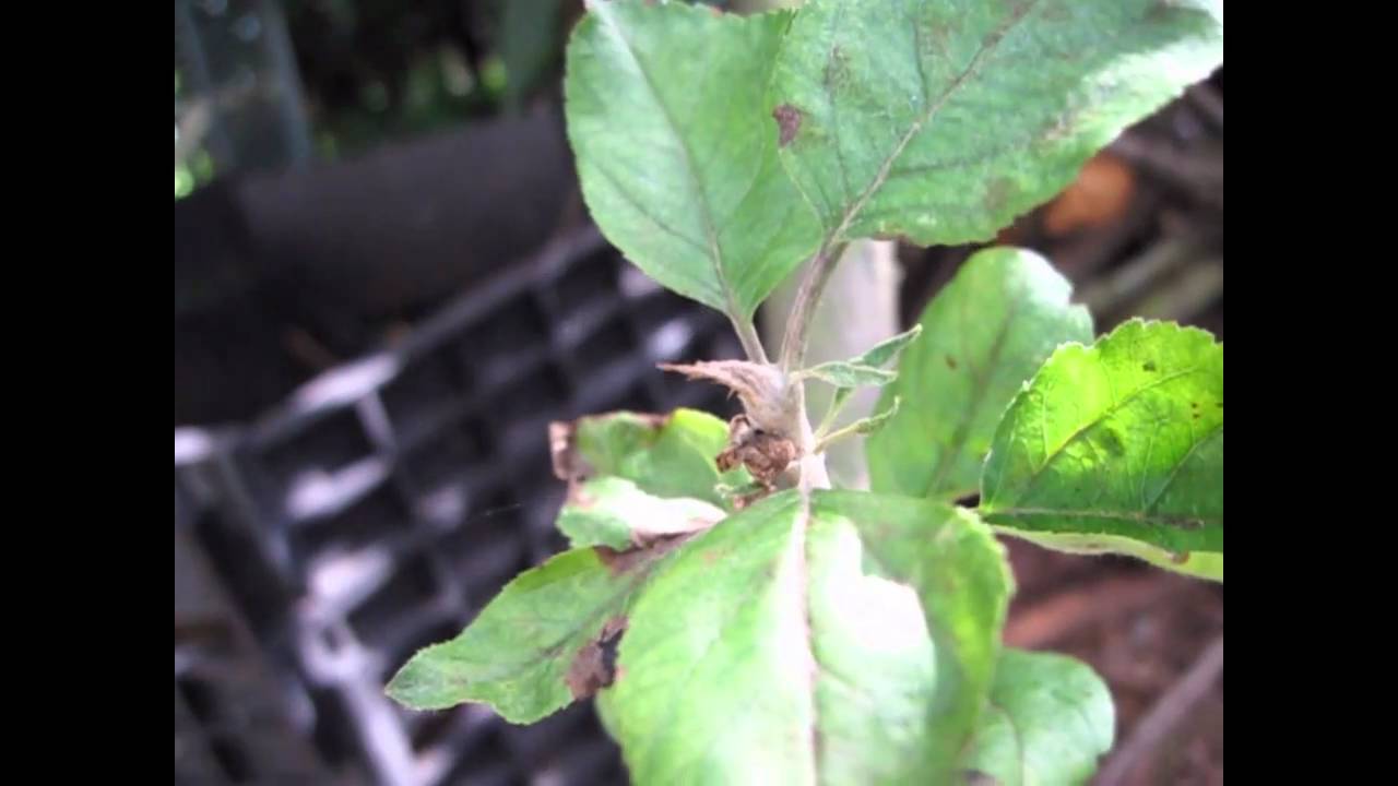 Die Dreiecksspinne / The Triangle Spider (Hyptiotes paradoxus)