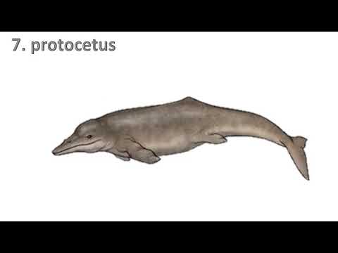 Evolution of whales