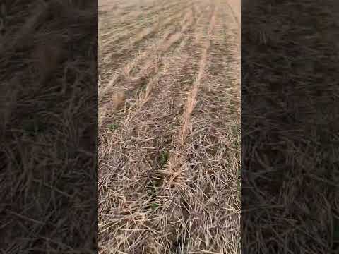 Соя no till