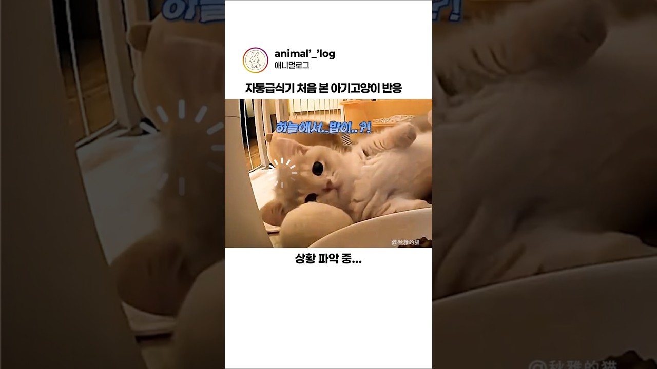 처음 보는 자동급식기에 아기고양이가 보인 행동 #동물 #고양이