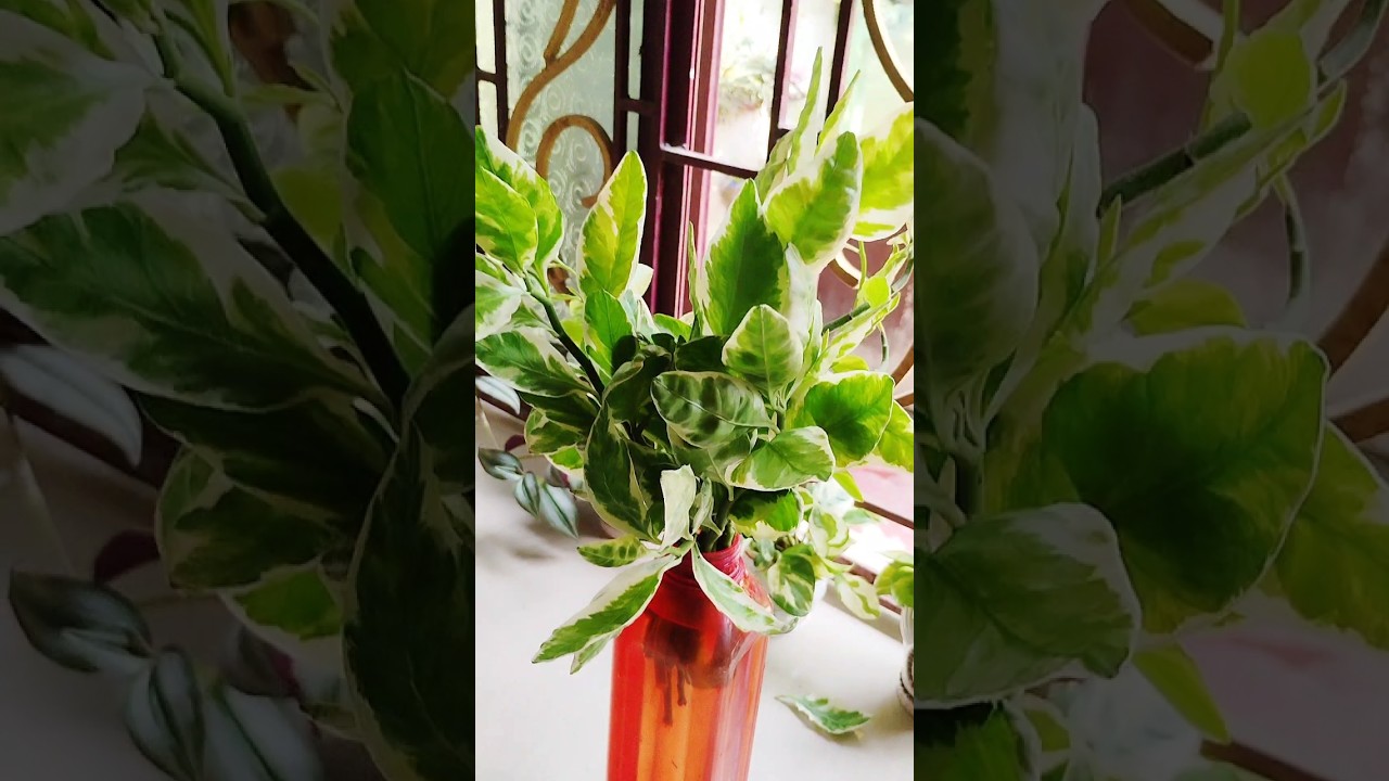 How to propagate Deville back bone plant in water 