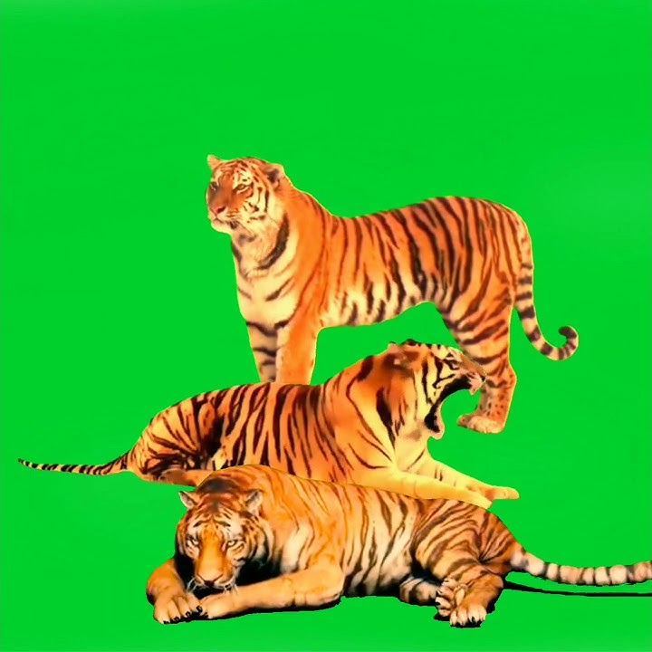 Tiger green screen || harimau green screen