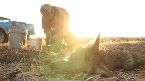 Coyote Trapping - Colder Weather Part 2 - The Management Advantage