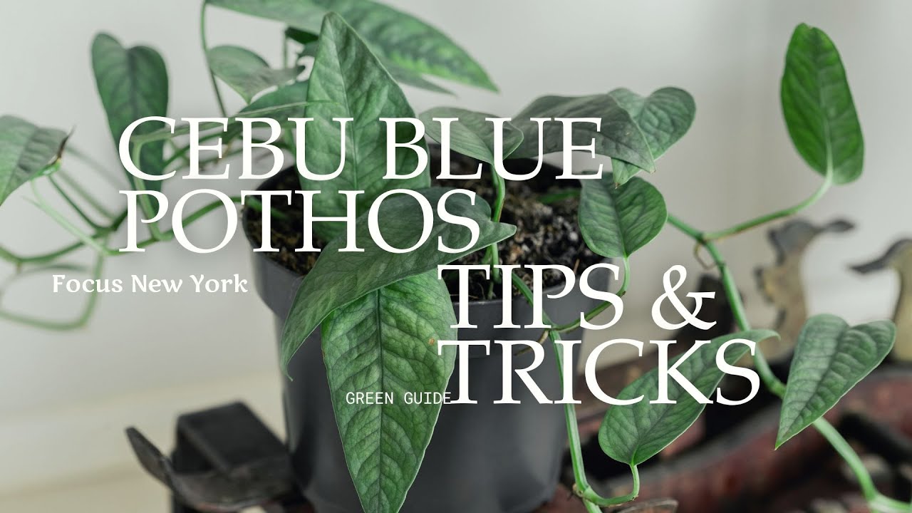 Руководство по уходу за Cebu Blue Pothos | Корни и обжарка