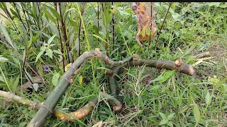 @Just found out ‼️ it turns out this bamboo has a bolo Sewu charm _if you find it, take it ✓✓✓%%%