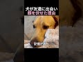 犬が友達に出会い顔を伏せた理由