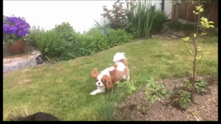 "How dare you!" Cavalier King Charles Spaniels playing chase screenshot 2