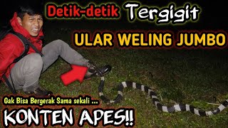 DETIK DETIK TERGIGIT ULAR WELING JUMBO! GARA GARA TERSESAT! NYARI KODOK BERUJUNG APES #snakebite