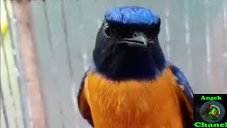 masteran ampuh burung niltava sumatra