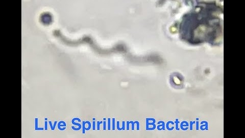 Spirillum Bacteria