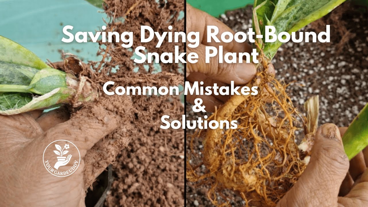 Я исправил проблему с переплетенными корнями | Плохая почва | Пересадил свою сансевиею. Вот что п...