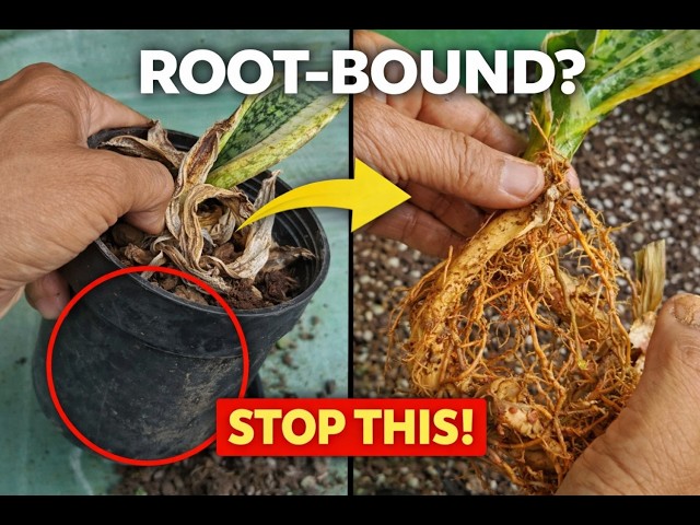 How I Fixed My Root Bound Snake Plant | Snake Plant Repotting | Repotting  Results