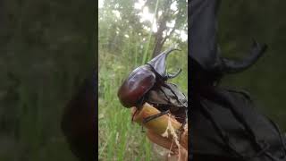 Download Lagu Mating of Rhinoceros Beetles MP3