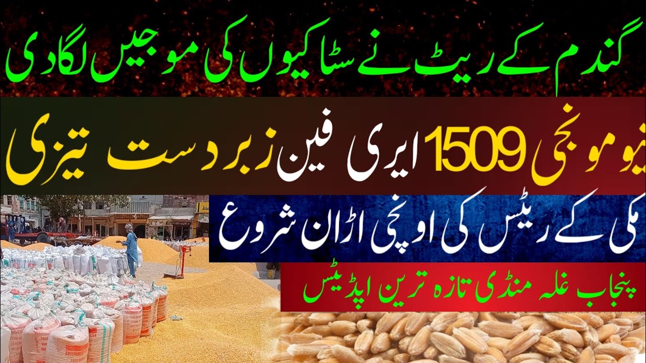 today gandam makki rate in Punjab 2023|New1509 DHAN 2023 Munji price ...