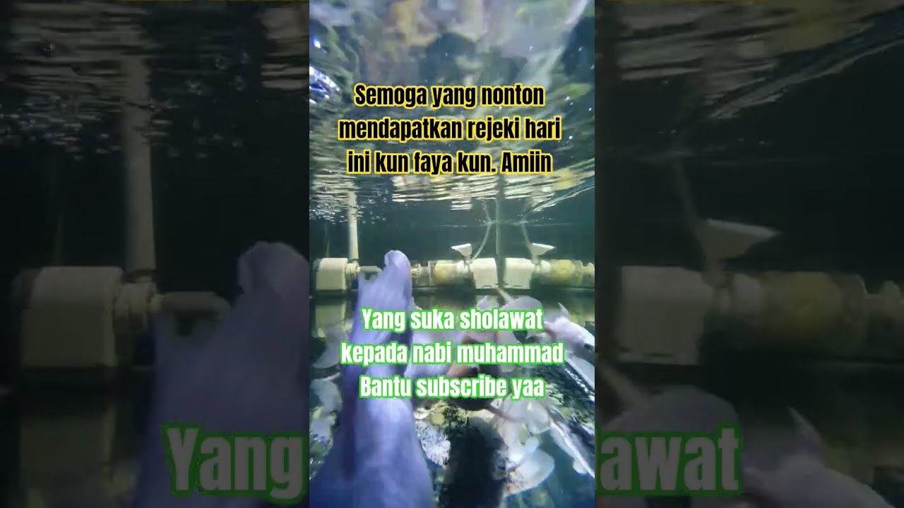 Sholawat Jibril || Short Islamic recitation that brings peace, healing, and blessings to the heart