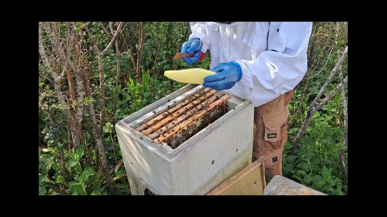 Double Deep Poly Nuc quick Inspection