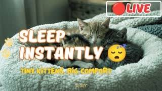 24/7 Deep Sleep 😴 Cozy Sleeping Kittens | Rain Sounds & Fireplace LIVE