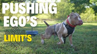 Pushing Ego's Limits: How Much Weight Can One Dog Handle?!