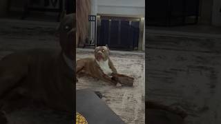Brixton #pitbull #viral #youtubeshorts #shorts