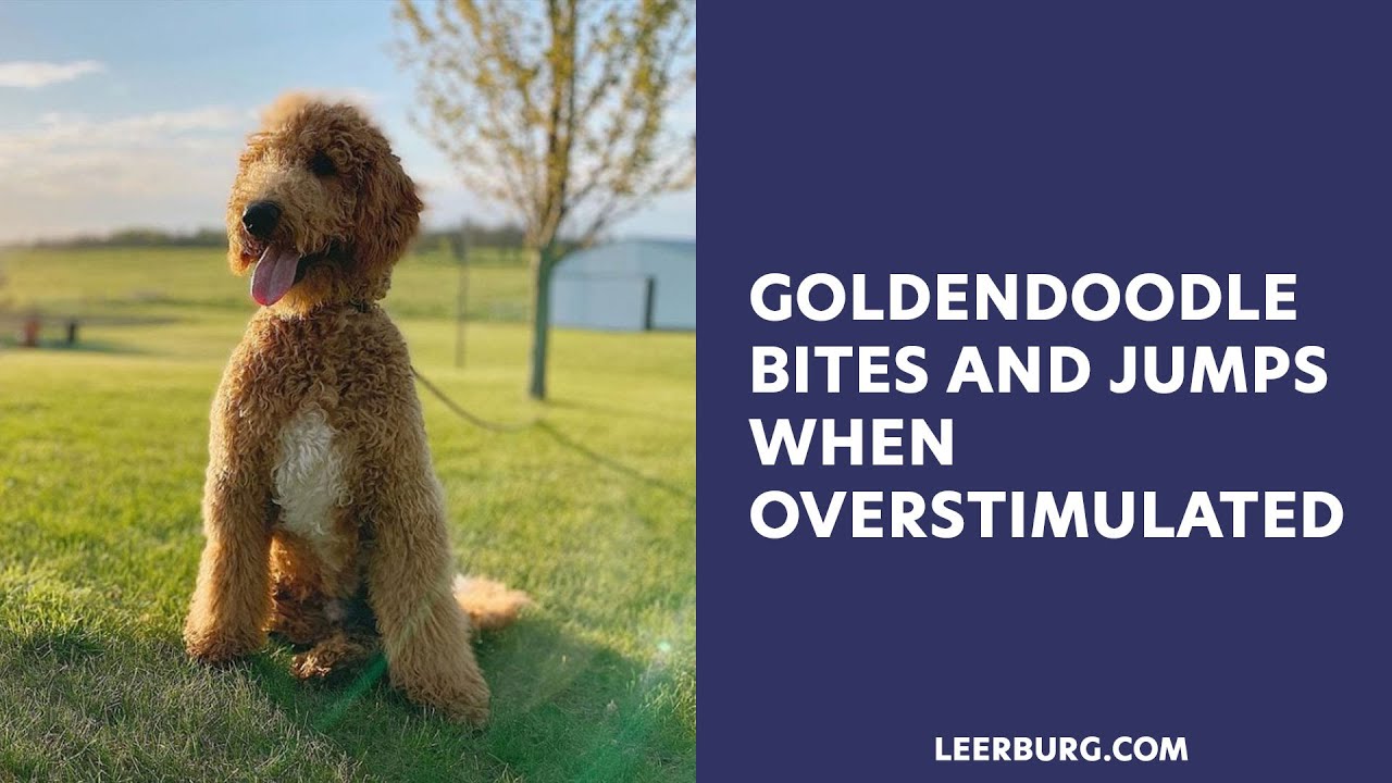 Goldendoodle Bites & Jumps When Overstimulated Ask Cindy Q&A YouTube