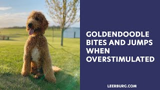 Goldendoodle Bites & Jumps When Overstimulated | Ask Cindy Q&A