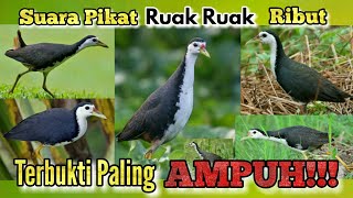 SUARA PIKAT RUAK RUAK PALING AMPUH