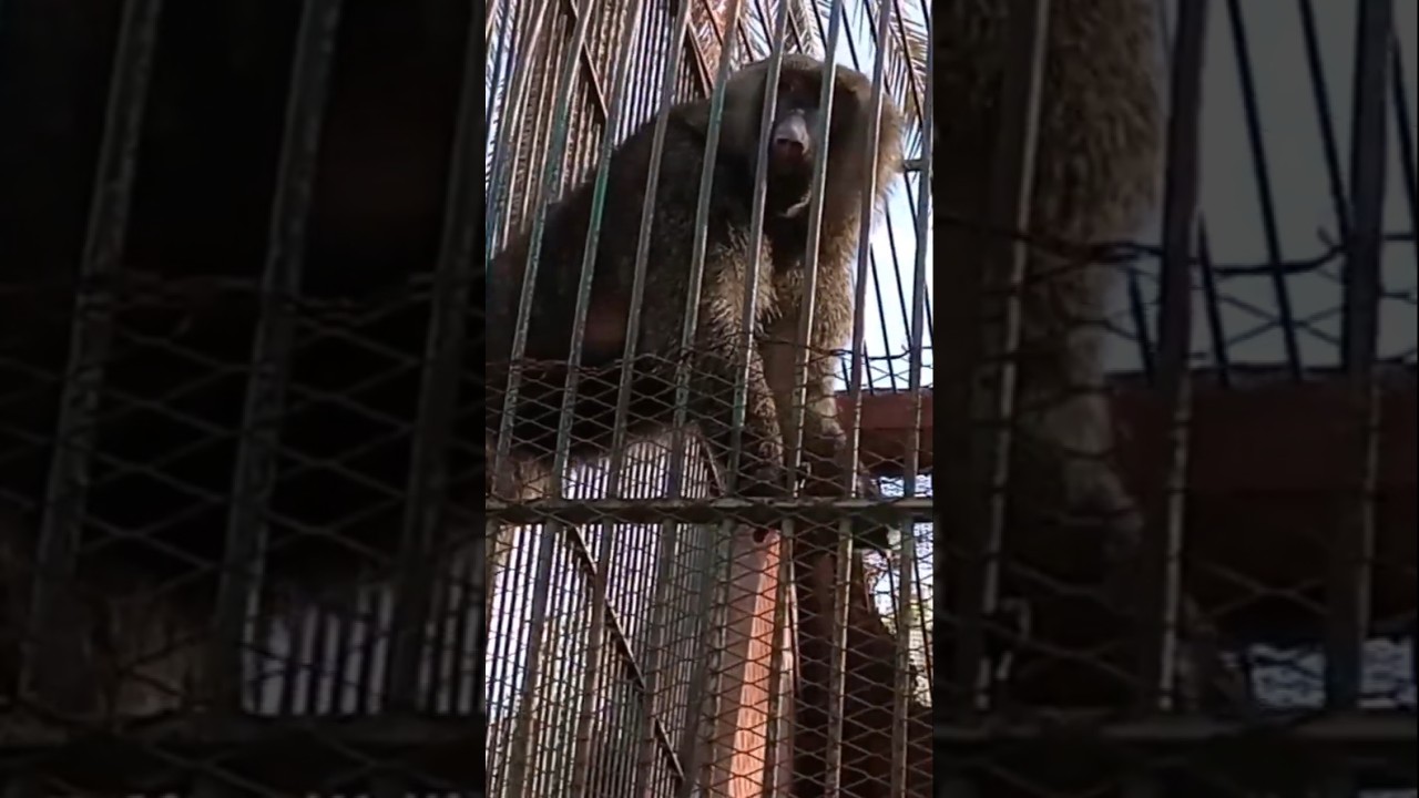 Бабуины не лазают по деревьям ради развлечения 🐒 